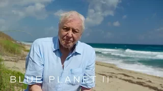 A message from Sir David Attenborough - Blue Planet II: Episode 7 - BBC One