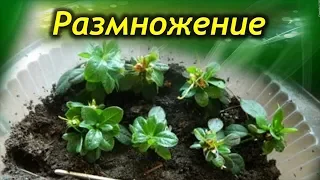 Размножение азалии – эффективные способы. Как правильно размножать Азалию.