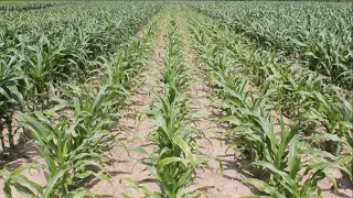 Corn School: Narrower rows show promise for dryland corn production