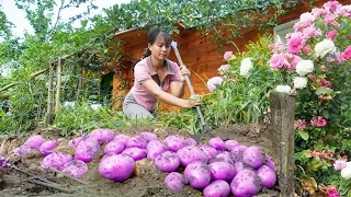 Harvesting Sweet Potato Goes to market sell, Bumper sweet potato crop, Cooking | Tiểu Vân Daily Life