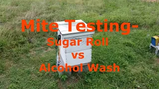 Mite Counts - Sugar Roll vs Alcohol Wash