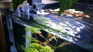 30l nano tank Skimmer SUNSUN