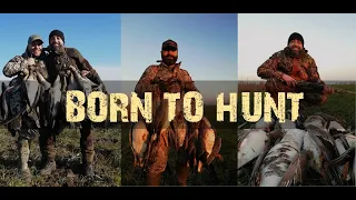 Geese Hunting Romania 2020