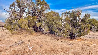 LATE SEASON HIGH DESERT SHED TRIP