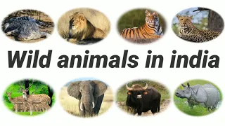 Wild Animals In India |  Part-1