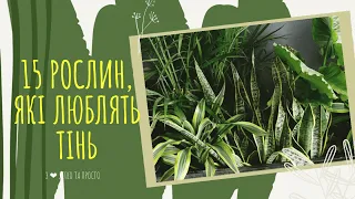 15 кімнатних РОСЛИН, які можна поставити подалі від ВІКНА 🌿🌴🍃Кімнатні РОСЛИНИ, які люблять ТІНЬ ☘️🍀