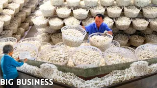 How Silk cocoon harvest and process in Japan Factory | Farmer Farming Million of SilkWorm for silk