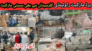 Sunday Birds Market College Road Rawalpindi | Kallar Mandi Se B Saste Kabootar Market | 12/3/2023 !