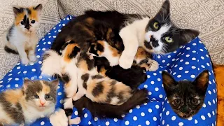 The story of rescue abandoned mother cat and her 5 newborn kittens