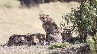 Cheetahs feeding on a Kill - Masai Mara, Kenya | Features Africa Journeys