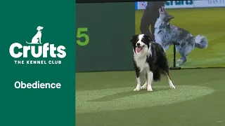 Obedience Champion Display | Crufts 2022