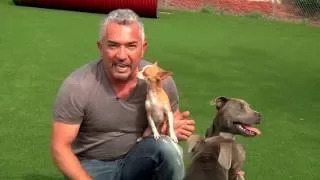 Cesar Millan Explains: Little Dogs Playing with Big Dogs