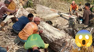 Dangerous Fastest Cutting Tree Machine Skills Heavy Biggest Felling Tree Machine Working...