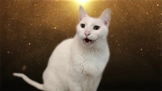 Despacito - Cats version - Versión Gatos