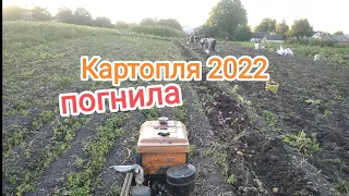 Допомагаєм Діду з бабою рити картоплю. Гнилої повно..