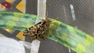 The Remarkable Way That Painted Lady Butterfly Courtship