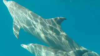 Ландиус Турс экскурсия на бухту дельфинов из Сафаги