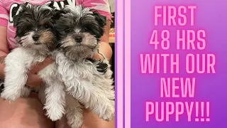 We got a Puppy!! | First 48 hrs with a Puppy | Biewer Yorkshire Terrier | Ft. Madam Glam