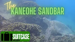 Kaneohe Sandbar with Captain Bruce!