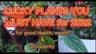 10 Lucky  Indoor Plants  for Year 2022,  Best to Attract Wealth & Prosperity  #FengShui