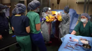 New Bolton Center cow C-section surgery
