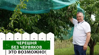 Позаботьтесь об урожае черешни сейчас. Чем опрыскивать черешню?