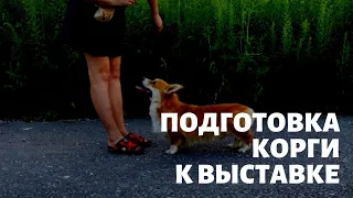 ПОДГОТОВКА КОРГИ К ВЫСТАВКЕ