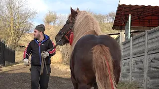 Caii lui Sile de la Iclod, Cluj - 2024 Nou!!!