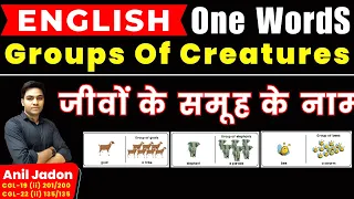 Groups Of Animals or Creatures All One Words in One Video || जीवों के समूह के नाम || By Anil Jadon