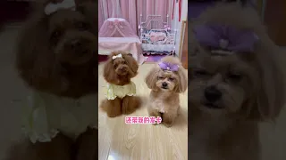 🐶 Cute puppy Funny  Cute Dog Pomeranian 😍 #FunnyPuppytiktok # 298