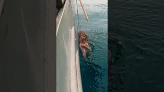 Smart Octopus gets away! 🧠 🐙 #fishtough #saltwaterfishing #fishing