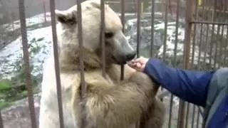 Лучшее видео! Медведь стесняется!!!