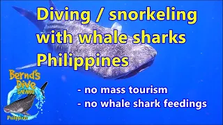 Whale Sharks Philippines - Walhai Philippinen - Snorkeling  Whale Sharks and diving Whale Sharks