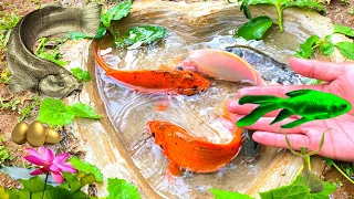 Catch ornamental fish, goldfish, comet fish, molly fish, betta fish