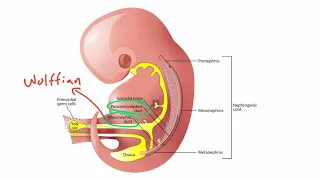 Embryology Reproduction Section 11  Normal Genital Developme