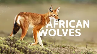 The Lost Wolves Of Africa | Ethiopian Wolf Documentary