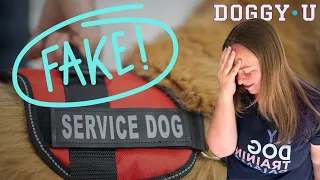 The TRUTH about FAKE SERVICE DOGS (and what to do about it)