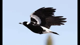 Magpie Swooping Season