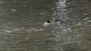 Sharks of New Guinea