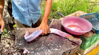 Wow Unbelievable!! Live Big Eel Fish Cutting | Super Fast Fish Cutting Skills in Sri Lanka