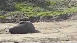 Elephant Seals at Ano Nuevo - guided tour