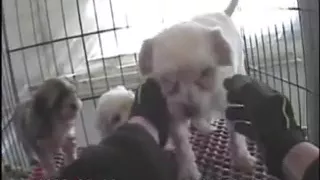 Puppy Mill Rescue Cam: What the Rescuer Sees
