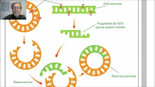 Biotecnología e Ingeniería genética  Vectores de clonación  V 74