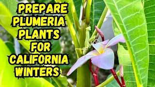 Tips to Prepare Your Potted Plumeria Plants for California Winters