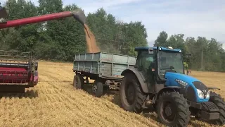 Жнива, результати випробування сортів пшениці 2022