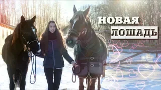 НОВАЯ ЛОШАДЬ | Санаторий | Конный влог 2