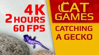 CAT GAMES - 🦎 CATCHING A GECKO (Entertainment Video For Cats) 4K 60FPS 2 HOURS