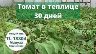 Томат в теплице. TL 18304 и Мануза. 30 дней после высадки. Удобрения под корень и по листу.