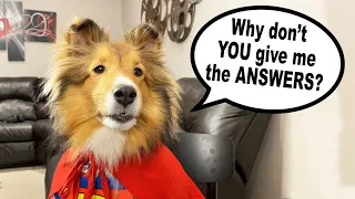 "Why Don't You GIVE me the ANSWERS?" 🐶😆a Biscuit Talky Compilation on The Cricket Chronicles e138
