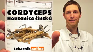 Cordyceps, Housenice (7 min)